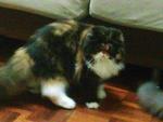 Lady Salsa - Persian Cat