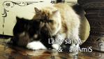 Lady Salsa - Persian Cat