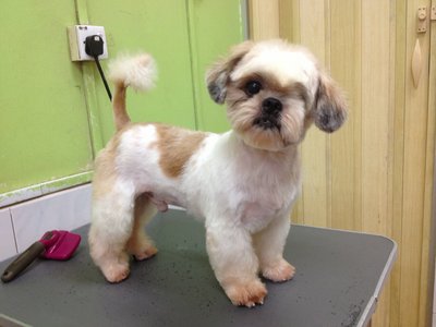 Boy Boy - Shih Tzu Dog