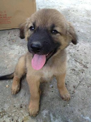 Cutie - Mixed Breed Dog
