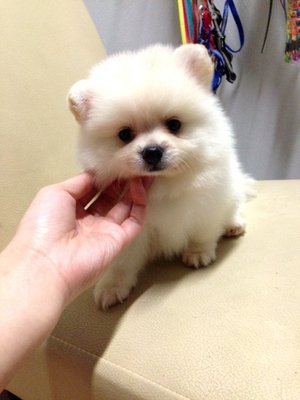  White Pomeranian Thick Fur Teddy  - Pomeranian Dog
