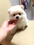  White Pomeranian Thick Fur Teddy  - Pomeranian Dog