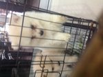 Mka Cream White Pomeranian - Pomeranian Dog