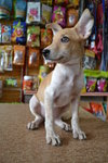 Dolly - Mixed Breed Dog