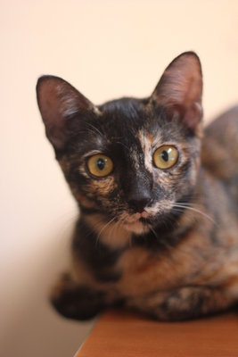 Fennic - Domestic Medium Hair Cat