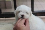 T-cup Maltese Puppy With Mka - Maltese Dog