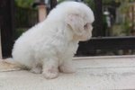 T-cup Maltese Puppy With Mka - Maltese Dog