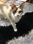 Milkshake - Domestic Long Hair Cat