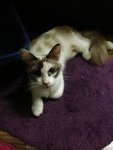 Milkshake - Domestic Long Hair Cat
