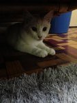 Creamy - Domestic Long Hair Cat