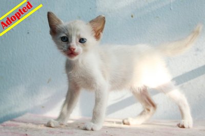 X (Adopted) Mayki - Ping-ping (平平) - Domestic Short Hair Cat