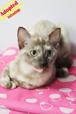X (Adopted) Mayki - Heng-heng (幸幸) - Domestic Short Hair Cat