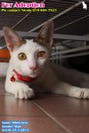X (Adopted) White-gray (白灰) - Domestic Short Hair Cat