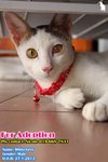X (Adopted) White-gray (白灰) - Domestic Short Hair Cat