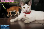 X (Adopted) White-gray (白灰) - Domestic Short Hair Cat