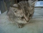 Roo - Domestic Short Hair Cat