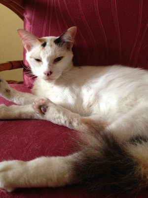Miko - Domestic Long Hair + Domestic Short Hair Cat