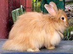 English Angora &amp; Angora Cross  - Angora Rabbit Rabbit