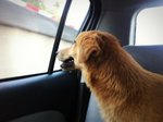 Dog For Adoption - Goldy Boy - Mixed Breed Dog