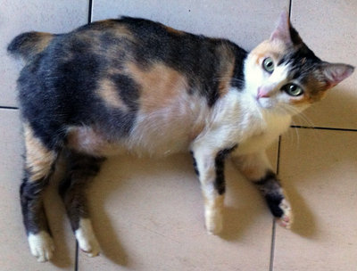 Cuddly (Indoor Cat) - Domestic Short Hair Cat