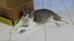 Nellie - Domestic Short Hair Cat