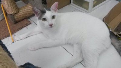 Caspian - Domestic Short Hair Cat