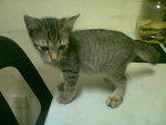 Ank Kucing - Domestic Short Hair Cat