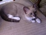 Kitten  - Siamese Cat