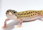 Tremper Albino Eclipse Leopardgecko - Gecko Reptile