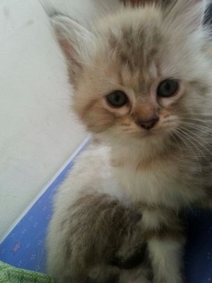 Usopp - Persian Cat