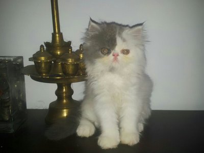Boy - Persian Cat