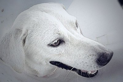 Snoww - Labrador Retriever Mix Dog
