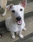 Jack - Jack Russell Terrier Mix Dog