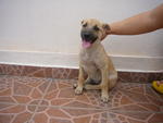 Puppy A (pic 3) **adopted**