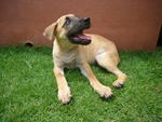 Puppy B (pic 4) **adopted**