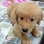 Candy - Golden Retriever Dog