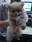 Tiny Saiz Mka Pomeranian - Pomeranian Dog