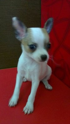 Active Female Chihuahua - Chihuahua Dog
