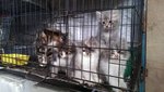 Cutie Cat 3456 - Maine Coon + Persian Cat