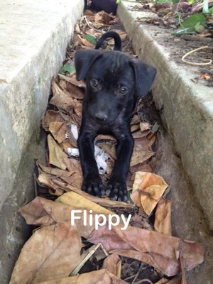 Flippy - Mixed Breed Dog