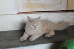 Zola - Domestic Long Hair + Persian Cat