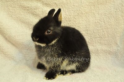 Netherland Dwarf - Black Otter118 - Netherland Dwarf Rabbit