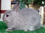 Netherland Dwarf Baby Rabbit Chin - Netherland Dwarf Rabbit