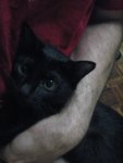 Pishtoolans - Havana Cat