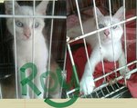 Roy - Siamese Cat