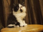 Flat Face Persian Kitten Bicolor - Persian Cat