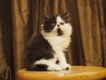Flat Face Persian Kitten Bicolor - Persian Cat