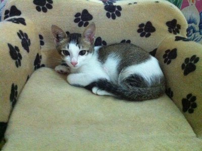 Porter - Domestic Short Hair Cat