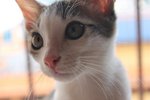 Porter - Domestic Short Hair Cat