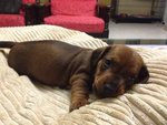 Dachshund (Ssh) Puppies For Sale - Dachshund Dog